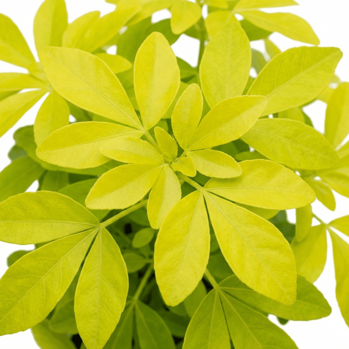1 Choisya Aztec Gold Plant, Hardy Evergreen Mexican Orange Blossom Shrub, 3 Litre Root Ball - Frankton's