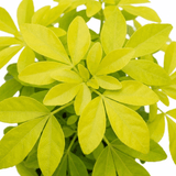 1 Choisya Aztec Gold Plant, Hardy Evergreen Mexican Orange Blossom Shrub, 3 Litre Root Ball - Frankton's
