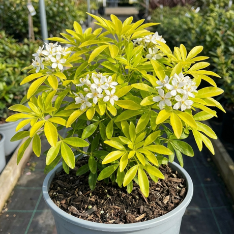 1 Choisya Aztec Gold Plant, Hardy Evergreen Mexican Orange Blossom Shrub, 3 Litre Root Ball - Frankton's