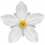 1 Choisya Goldfinger Plant, Hardy Evergreen Mexican Orange Blossom Shrub, 3L Root Ball - Frankton's