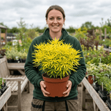 1 Choisya Goldfinger Plant, Hardy Evergreen Mexican Orange Blossom Shrub, 3L Root Ball - Frankton's