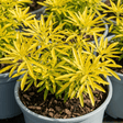 1 Choisya Goldfinger Plant, Hardy Evergreen Mexican Orange Blossom Shrub, 3L Root Ball - Frankton's