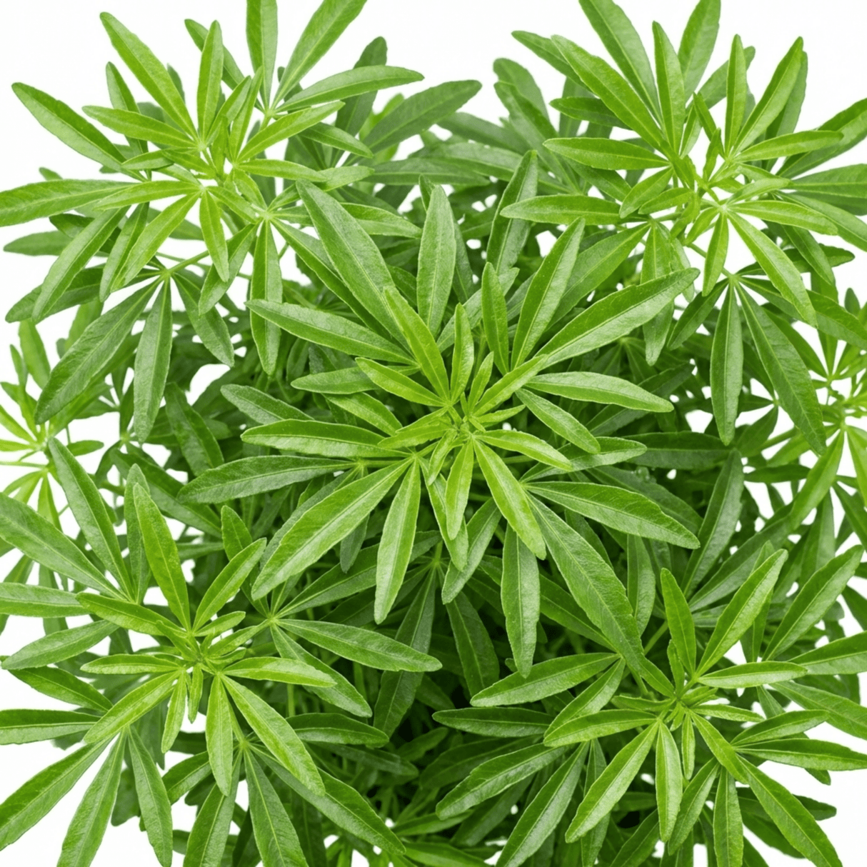 1 Choisya Greenfingers Shrub, Hardy Evergreen Mexican Orange Blossom Plant, 19cm 3L Root-Ball - Frankton's