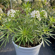 1 Choisya Greenfingers Shrub, Hardy Evergreen Mexican Orange Blossom Plant, 19cm 3L Root-Ball - Frankton's