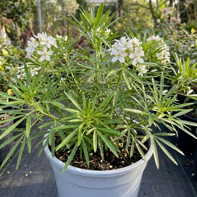 1 Choisya Greenfingers Shrub, Hardy Evergreen Mexican Orange Blossom Plant, 19cm 3L Root-Ball - Frankton's