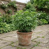 1 Choisya Greenfingers Shrub, Hardy Evergreen Mexican Orange Blossom Plant, 19cm 3L Root-Ball - Frankton's
