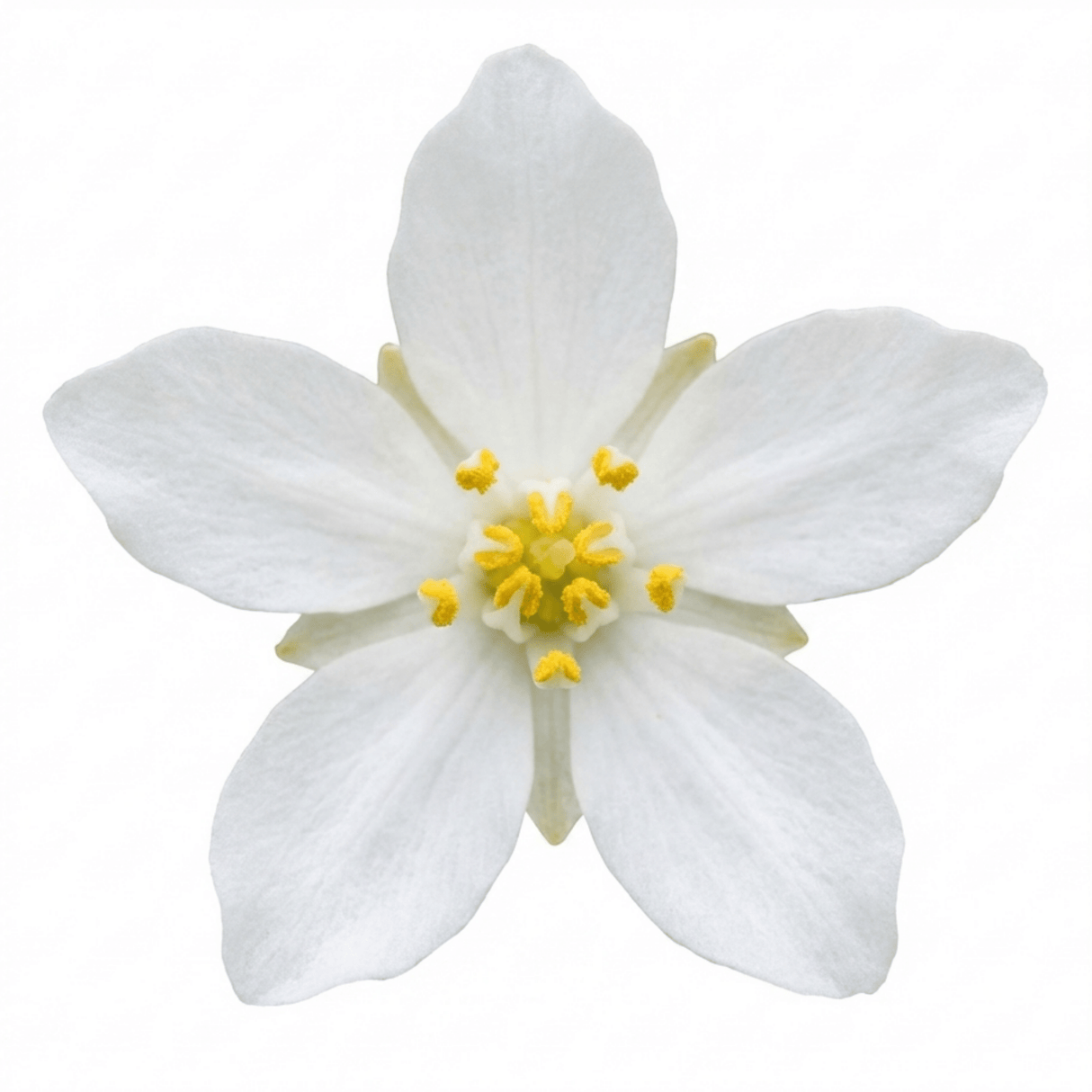 1 Choisya White Dazzler Plant, Fragrant Hardy Evergreen Garden Shrub, Mexican Orange Blossom, 3L Root Ball - Frankton's