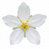 1 Choisya White Dazzler Plant, Fragrant Hardy Evergreen Garden Shrub, Mexican Orange Blossom, 3L Root Ball - Frankton's