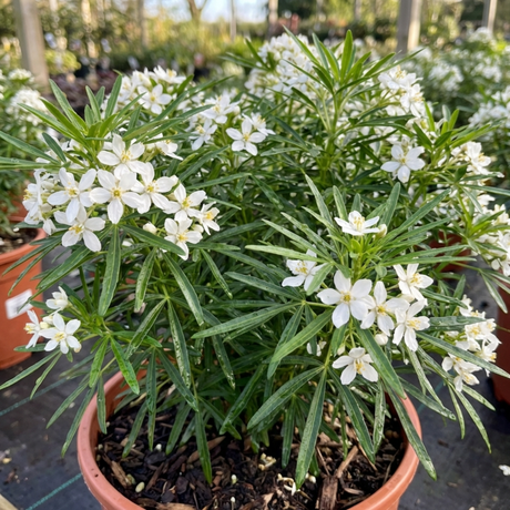 1 Choisya White Dazzler Plant, Fragrant Hardy Evergreen Garden Shrub, Mexican Orange Blossom, 3L Root Ball - Frankton's