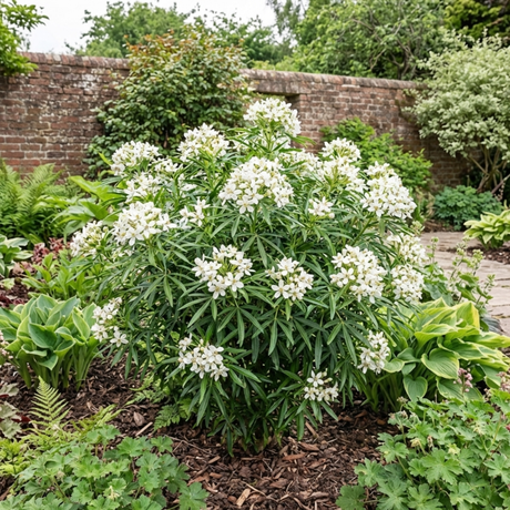 1 Choisya White Dazzler Plant, Fragrant Hardy Evergreen Garden Shrub, Mexican Orange Blossom, 3L Root Ball - Frankton's