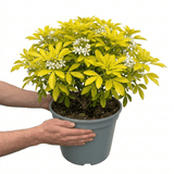 1 Choysia Sundance Plant, Hardy Evergreen Mexican Orange Blossom, 7.5 Litre Root Ball - Frankton's