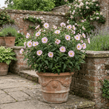 1 Cistus Thrive Rock Rose Plant, Hardy Evergreen Flowering Shrub, 3 Litre Root Ball - Frankton's