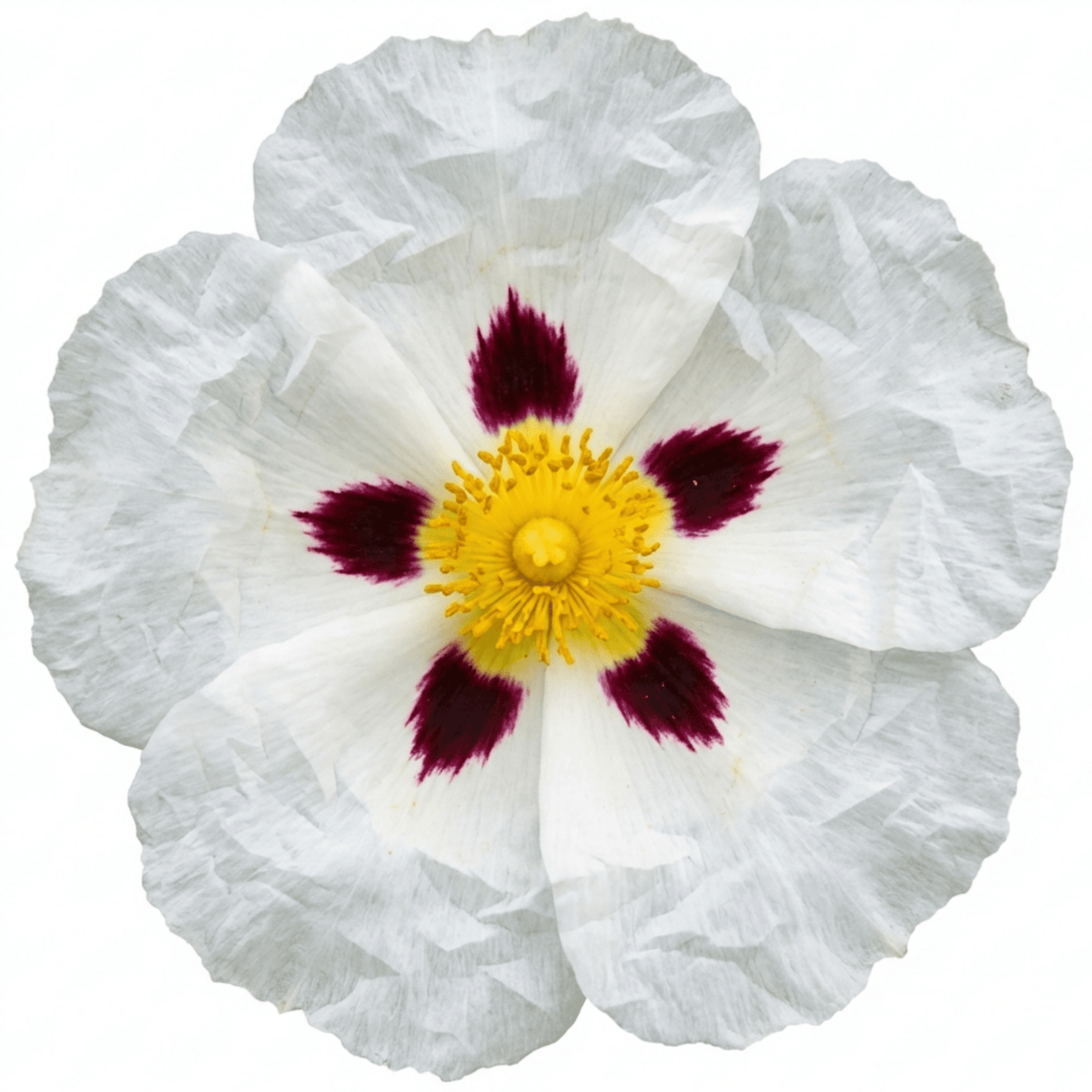 1 Cistus Thrive Rock Rose Plant, Hardy Evergreen Flowering Shrub, 3 Litre Root Ball - Frankton's