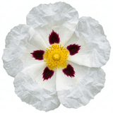 1 Cistus Thrive Rock Rose Plant, Hardy Evergreen Flowering Shrub, 3 Litre Root Ball - Frankton's