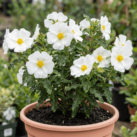 1 Cistus Thrive Rock Rose Plant, Hardy Evergreen Flowering Shrub, 3 Litre Root Ball - Frankton's