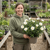 1 Cistus Thrive Rock Rose Plant, Hardy Evergreen Flowering Shrub, 3 Litre Root Ball - Frankton's