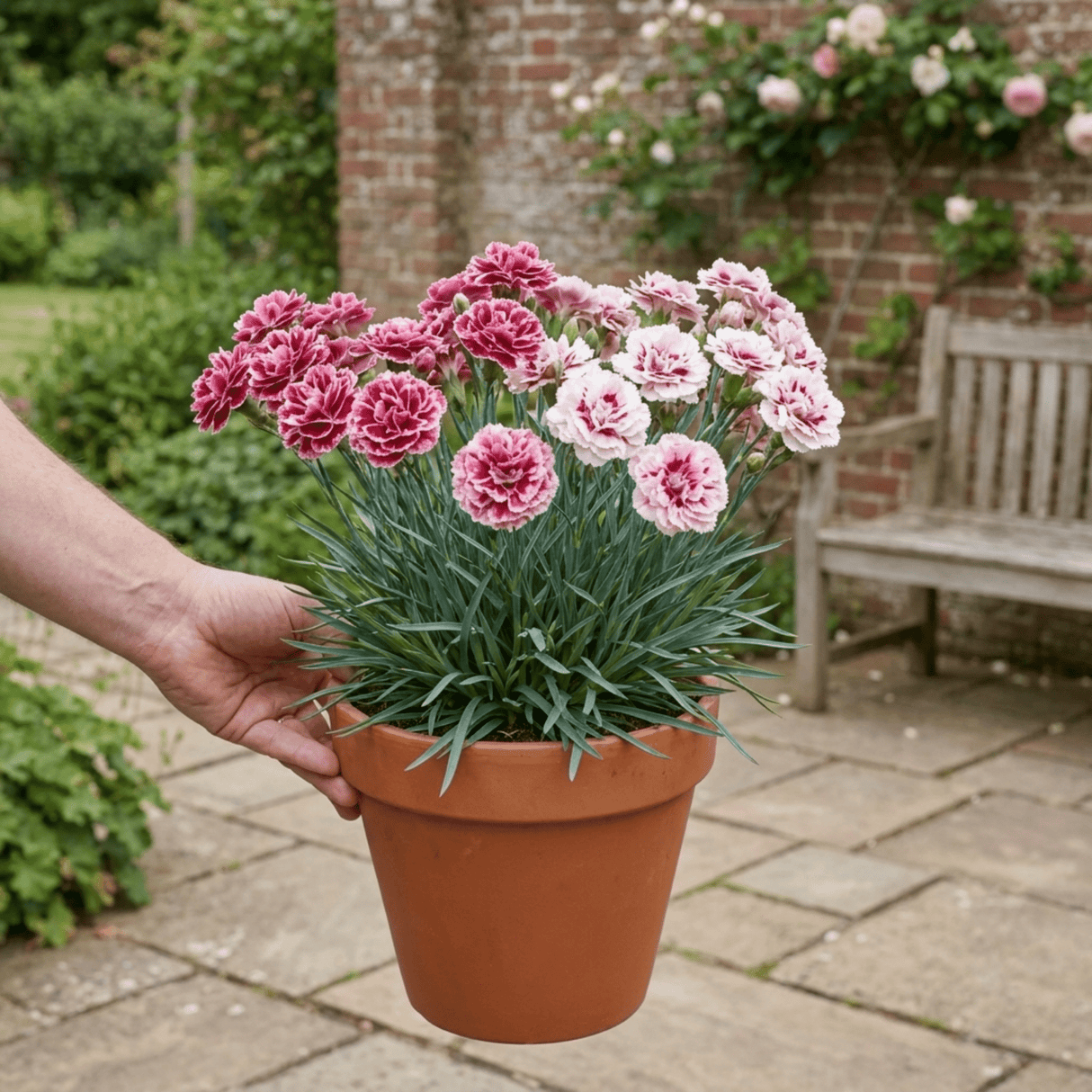 1 Cocktail Pink Dianthus Cosmopolitan Plant, Hardy Summer Perennial, Outdoor Garden Ready, 5 Litre Root Ball - Frankton's