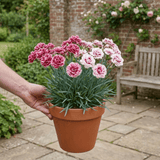 1 Cocktail Pink Dianthus Cosmopolitan Plant, Hardy Summer Perennial, Outdoor Garden Ready, 5 Litre Root Ball - Frankton's