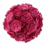 1 Cocktail Pink Dianthus Cosmopolitan Plant, Hardy Summer Perennial, Outdoor Garden Ready, 5 Litre Root Ball - Frankton's