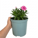 1 Cocktail Pink Dianthus Cosmopolitan Plant, Hardy Summer Perennial, Outdoor Garden Ready, 5 Litre Root Ball - Frankton's