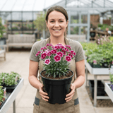 1 Cocktail Pink Dianthus Cosmopolitan Plant, Hardy Summer Perennial, Outdoor Garden Ready, 5 Litre Root Ball - Frankton's