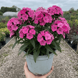 1 Cocktail Pink Dianthus Cosmopolitan Plant, Hardy Summer Perennial, Outdoor Garden Ready, 5 Litre Root Ball - Frankton's