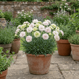 1 Cocktail Pink Dianthus Mojito Plant, Hardy Fragrant Summer Garden Perennial, 5 Litre Root Ball - Frankton's