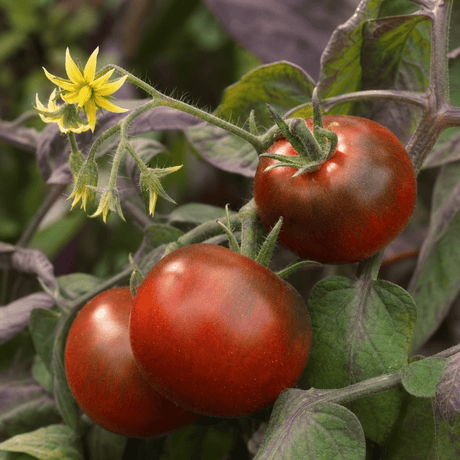 1 Consuelo Cherry Tomato Plant, High Yield Live Vegetable, Outdoor Garden Ready, 2 Litre Root Ball - Frankton's