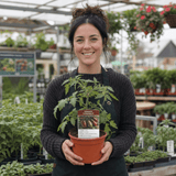 1 Consuelo Cherry Tomato Plant, High Yield Live Vegetable, Outdoor Garden Ready, 2 Litre Root Ball - Frankton's