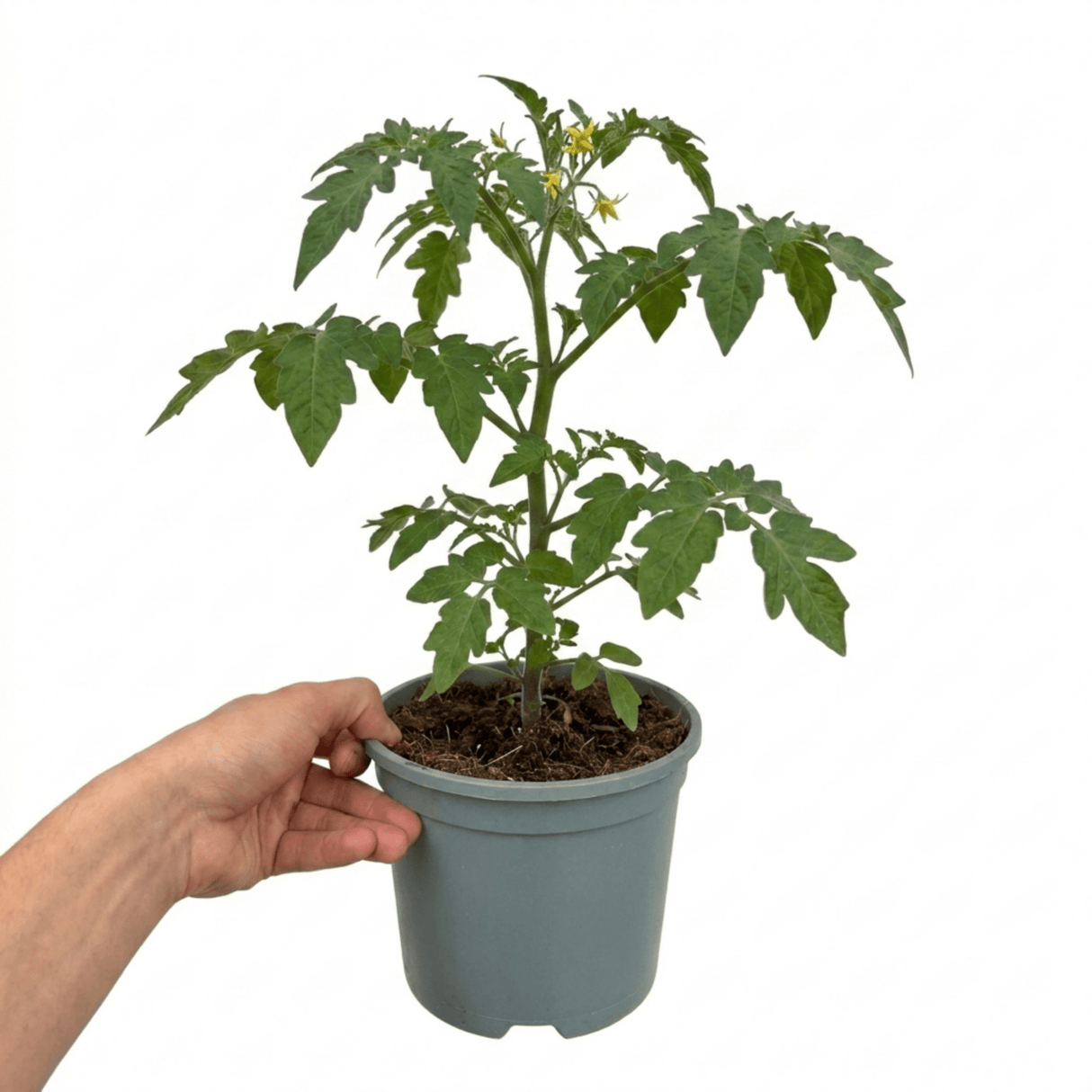 1 Consuelo Cherry Tomato Plant, High Yield Live Vegetable, Outdoor Garden Ready, 2 Litre Root Ball - Frankton's