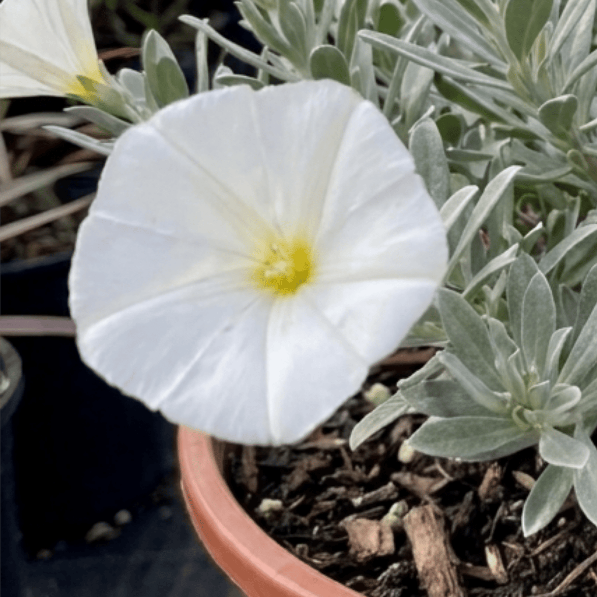 1 Convolvulus Cneorum Silver Bush Plant, Hardy Evergreen White Flowering Shrub, 2L Root-Ball - Frankton's