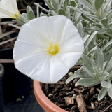 1 Convolvulus Cneorum Silver Bush Plant, Hardy Evergreen White Flowering Shrub, 2L Root-Ball - Frankton's