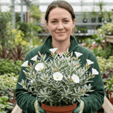 1 Convolvulus Cneorum Silver Bush Plant, Hardy Evergreen White Flowering Shrub, 2L Root-Ball - Frankton's