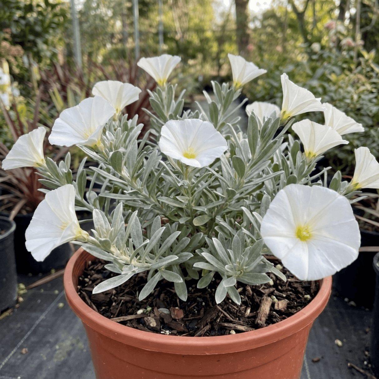 1 Convolvulus Cneorum Silver Bush Plant, Hardy Evergreen White Flowering Shrub, 2L Root-Ball - Frankton's