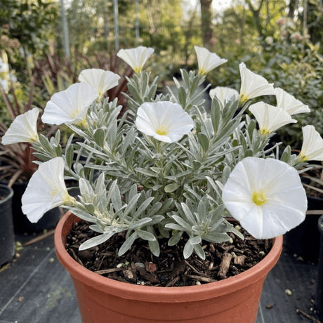 1 Convolvulus Cneorum Silver Bush Plant, Hardy Evergreen White Flowering Shrub, 2L Root-Ball - Frankton's