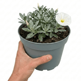 1 Convolvulus Cneorum Silver Bush Plant, Hardy Evergreen White Flowering Shrub, 2L Root-Ball - Frankton's
