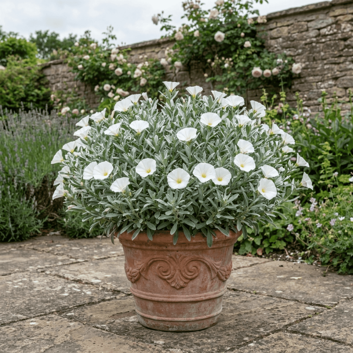1 Convolvulus Cneorum Silver Bush Plant, Hardy Evergreen White Flowering Shrub, 2L Root-Ball - Frankton's
