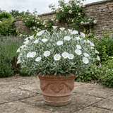 1 Convolvulus Cneorum Silver Bush Plant, Hardy Evergreen White Flowering Shrub, 2L Root-Ball - Frankton's
