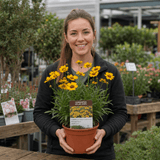 1 Coreopsis Solar Jewel Live Perennial Plant, Hardy Summer Flowering Garden, 3 Litre Root-Ball - Frankton's
