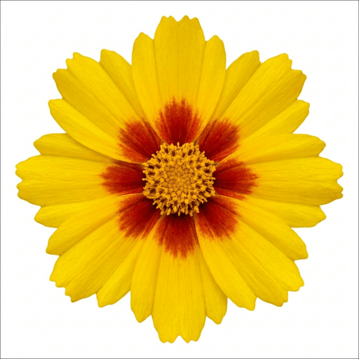 1 Coreopsis Solar Jewel Live Perennial Plant, Hardy Summer Flowering Garden, 3 Litre Root-Ball - Frankton's