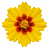 1 Coreopsis Solar Jewel Live Perennial Plant, Hardy Summer Flowering Garden, 3 Litre Root-Ball - Frankton's