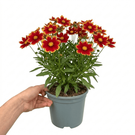 1 Coreopsis Solar Jewel Live Perennial Plant, Hardy Summer Flowering Garden, 3 Litre Root-Ball - Frankton's