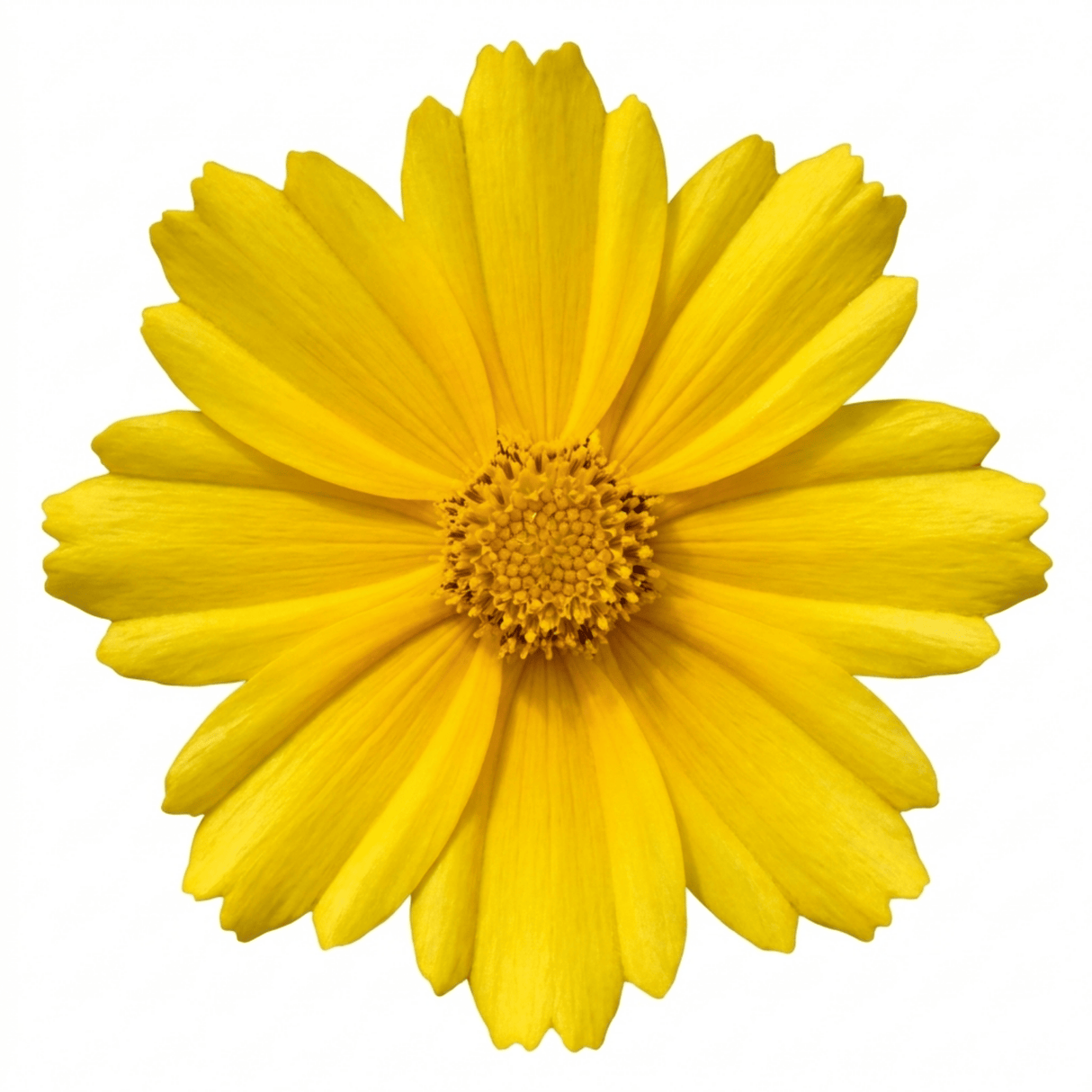 1 Coreopsis Solar Moon Perennial Plant, Hardy Yellow Tickseed Flower, 3 Litre Root Ball - Frankton's