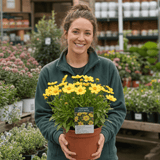1 Coreopsis Solar Moon Perennial Plant, Hardy Yellow Tickseed Flower, 3 Litre Root Ball - Frankton's
