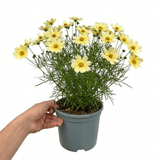 1 Coreopsis Solar Moon Perennial Plant, Hardy Yellow Tickseed Flower, 3 Litre Root Ball - Frankton's