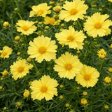 1 Coreopsis Solar Moon Perennial Plant, Hardy Yellow Tickseed Flower, 3 Litre Root Ball - Frankton's