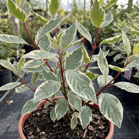 1 Cornus Alba Elegantissima Variegated Dogwood Shrub, Hardy Garden Ready, 3 Litre Root Ball - Frankton's