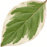 1 Cornus Alba Elegantissima Variegated Dogwood Shrub, Hardy Garden Ready, 3 Litre Root Ball - Frankton's