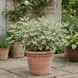 1 Cornus Alba Elegantissima Variegated Dogwood Shrub, Hardy Garden Ready, 3 Litre Root Ball - Frankton's