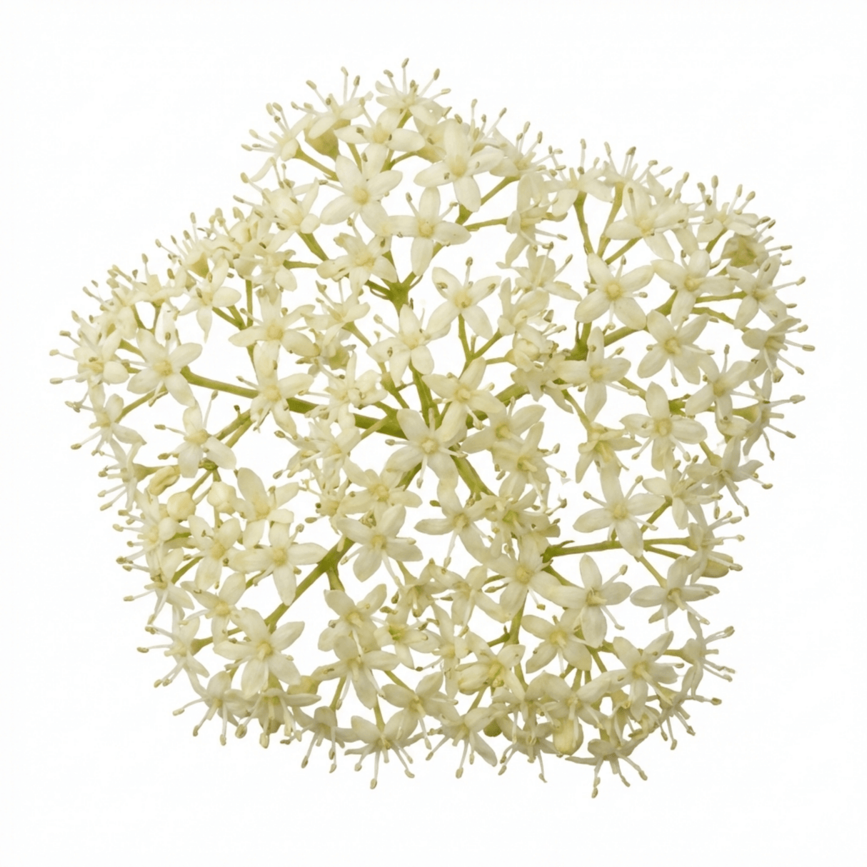 1 Cornus Alba Sibirica Red Stemmed Dogwood Plant, Winter Hardy Garden Shrub, 3 Litre Root Ball - Frankton's